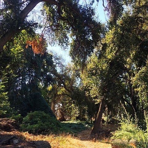trees in Kaweah Oaks Preserve