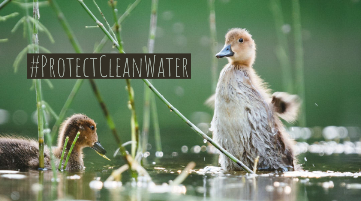 Wildlife 1 -- Clean Water Week.jpg