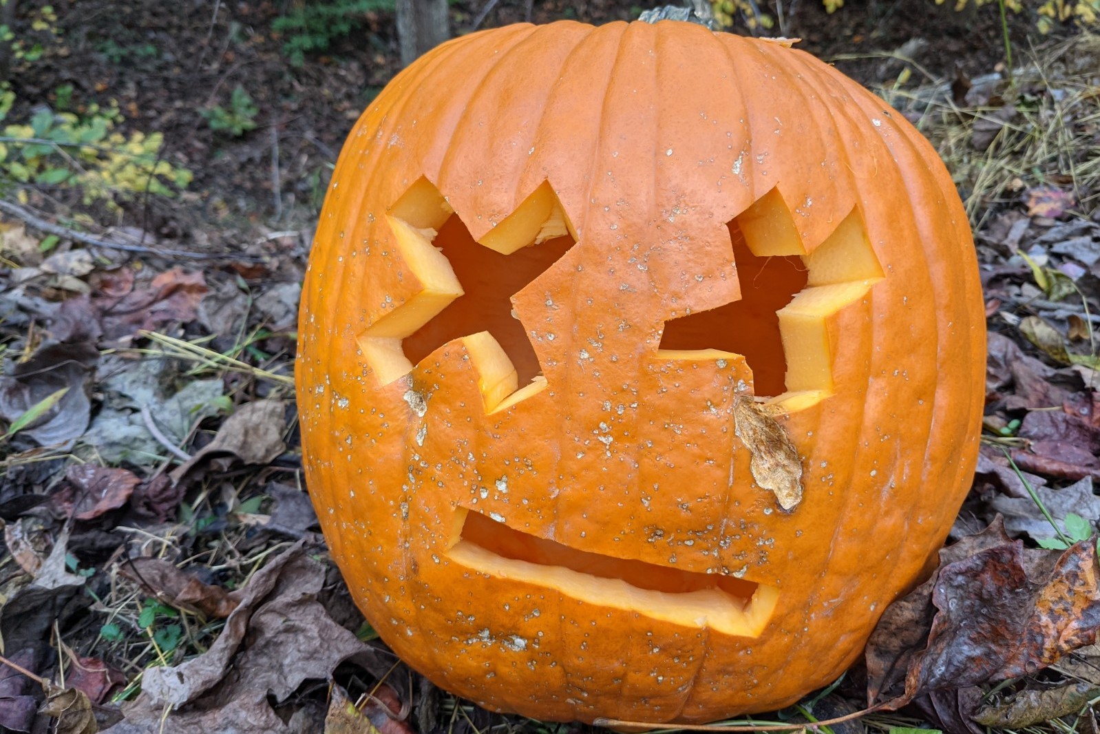 A carved pumpkin sits in fall leaves.