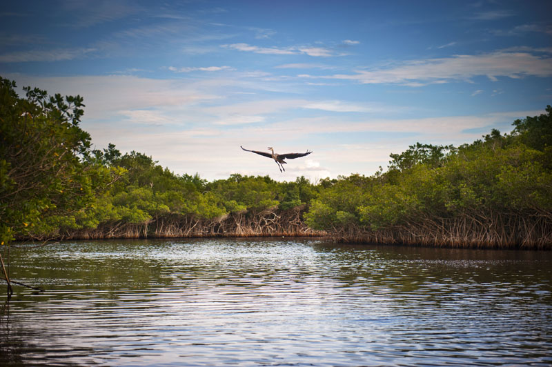 Blue Heron taking flight over a lake. Photo credit: shaferaphoto / Shutterstock
