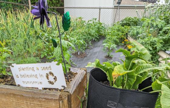 Backyard garden with decorative sign "Planting A Seed Is Believing In Tomorrow"